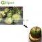 Stainless steel 304 coconut cutting machine india