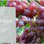 Insect/chemical prevention grape growing bag