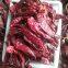 Sweet Chili Paprika Pods Pepper