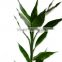 the great lucky bamboo and other fresh green foliage fillers with the high quality
