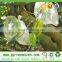 Polypropylene nonwoven fabric for fruit bag grape cover