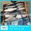 Frozen pacific mackerel 400/600 g for sale