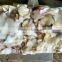 high quality frozen giant squid wing (Dosidigas Gigas) for sale