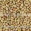 Lucerene Seeds (Medicago Sativa, Alfalfa Seeds)