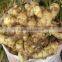 2014 Fresh Ginger and Air Dry Ginger in China