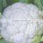 Hybrid cauliflower seeds for growing-Shelley