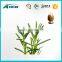 Manufacturer direct supply Rosemary extract ursolic acid