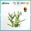 Natural herbal extract Rosemary extract carnosic acid