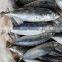 Block Frozen HACCP Mackerel Fish