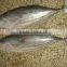 newly skipjack tuna