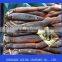 frozen illex squid whole round for tuna bait