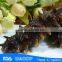 Health seafood Wholesale Frozen sea cucumber for export