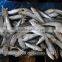 Frozen Sardine Fish