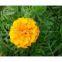 Marigold Seeds For Cultivating--Many Kinds!