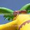 HI promotion!! Elephant inflatable bouncer with water slide, kids slide bouncer pool