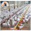 Mexico Brooding Room Poultry Farm Equipment Broiler Floor Raising System & Chicken Deep Litter System with Automatic Drinking & Feeding Pan System in Chicken Coop