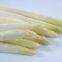 IQF White asparagus spears L grade washing ,peeled ,blanching