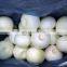 Year Round European Standard Harvest 2019 Skin Off Yellow Whole Round Fresh Onions from China