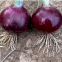 100g Bulk sale good price hybrid f1 common bulb onion red onion seeds for sale
