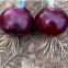 100g Bulk Sale Good Price Hybrid f1 Common Bulb Onion Red Onion Seeds for Sale