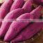 Purple Sweet Potato Red Pigment E35 E60