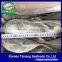 Light Catch Horse Mackerel Market Grade Sea Mackerel Fish