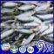 frozen fresh sardines iqf fish seafood whole round wholesale price