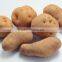 Fresh Potato Exporter
