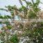 Chinese Beautiful Gardening Flower Tree Lysidice Rhodostegia Seeds For Growing
