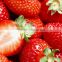 2014 May new crop IQF frozen strawberry fruit iqf strawberry