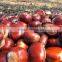 Organic raw chestnuts with shell, sweet and easy peeling