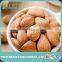 Raw Bitter Apricot Kernel Made in China