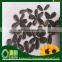 Supply Round Type sunflower seeds 1121