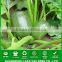 SQ09 Bicheng dark green f1 hybrid squash seeds, zucchini seeds for planting