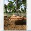 High efficiency for Tree spade in Jining city