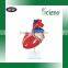 Human Heart Model 3 parts, Anatomical Heart model