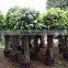 Ficus microcarpa cage shape