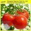 100% Natural tomato powder extract/tomato flavor powder/tomato powder