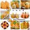 Professional Tulumba Maker Coxinha Encrusting Machine