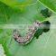 Bio control measure AcNPV + Bt on corn borer management