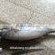 China seafood Exporter of Frozen pacific bonito 300-500g / pcs