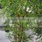 Artificial bamboo plants/ fake bamboo/ plastic bamboo/ hotel decoration