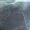 2025 Hdpe Anti Insect Net Green House 5 Years Using Life Time