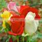 cut roses exporters in india/tajmahal roses suppliers