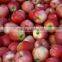 new crop fresh sweet gala apple with high quality for sale