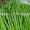 IQF green Asparagus with high quality for sale