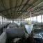 Pig quipment,automatic pig feeding system