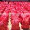 CELEBRITY EGYPTIAN CROP FRESH ONION GOOD PRICE