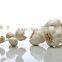 Participate output of egyptian dry garlic with good price/ red / yellow dry garlic