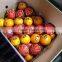 Containers Oranges from Forwell Company at Egypt